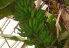 Photo Bananes sur le bananier