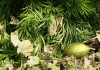 Photo Le melon vert