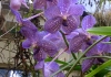 Photo orchidée violette