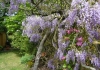 Photo glycine et clématite au gîte la justais