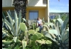 Photo il y a des cactus