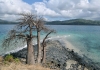 Photo Baobab sur un ilot