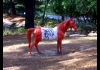 Photo Le cheval peint