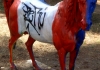 Photo Le cheval peint