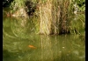 Photo Les poissons de l'étang
