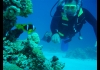 Photo Plongée en Mer Rouge
