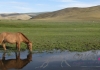 Photo Caval&go - randonnée équestre en Mongolie