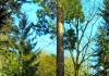 Photo Sequoia