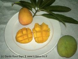 Mangue informations calories Mangue Mangue informations calories Mangue