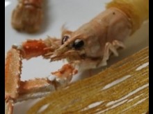 Restaurant L'ephémère