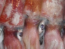 Restaurant Le Petit Bouzigues