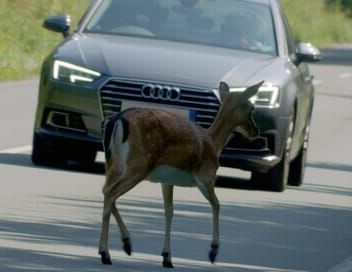 Attention ! Passage d'animaux : Quand la faune croise nos routes