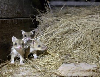 La ferme des chats marsupiaux : un refuge en Tasmanie