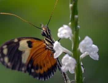 Les papillons, ces super héros de la nature