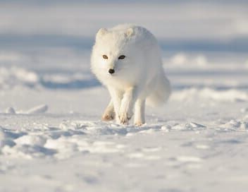 Merveilleuses créatures de l'Arctique
