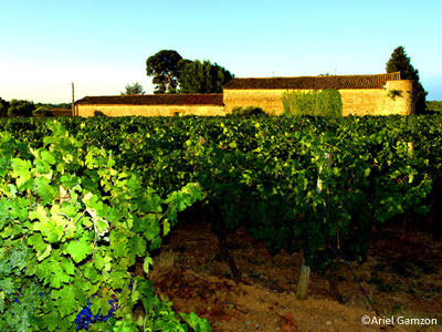 vignes-5cc27.jpg