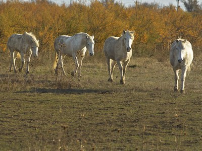 accor-port-camargue-merc02-7235b.jpg