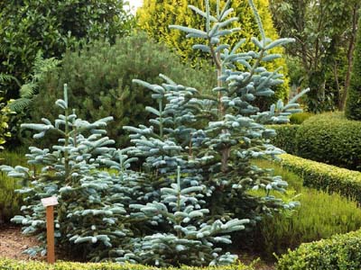 JARDIN BOTANIQUE DES MONTAGNES NOIRES