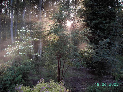 JARDIN DES DENTELLES