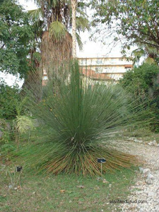 LE JARDIN BOTANIQUE