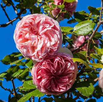 Le jardin des roses