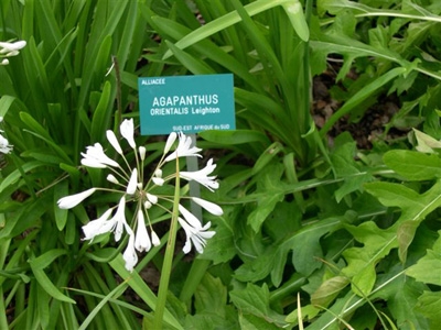 JARDIN BOTANIQUE DU COL DE SAVERNE