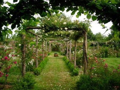 ROSERAIE DE LA COUR DE COMMER