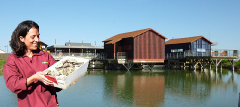 Cite De L'huitre Marennes