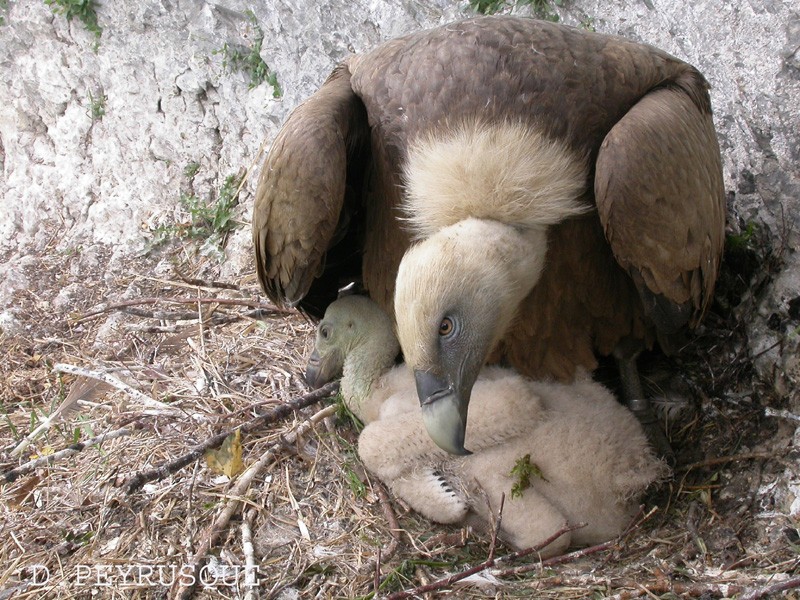 Falaise Aux Vautours Aste-beon