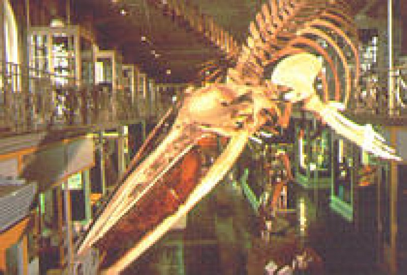 Musée d'Histoire Naturelle, Géologique et d'Ethnographie