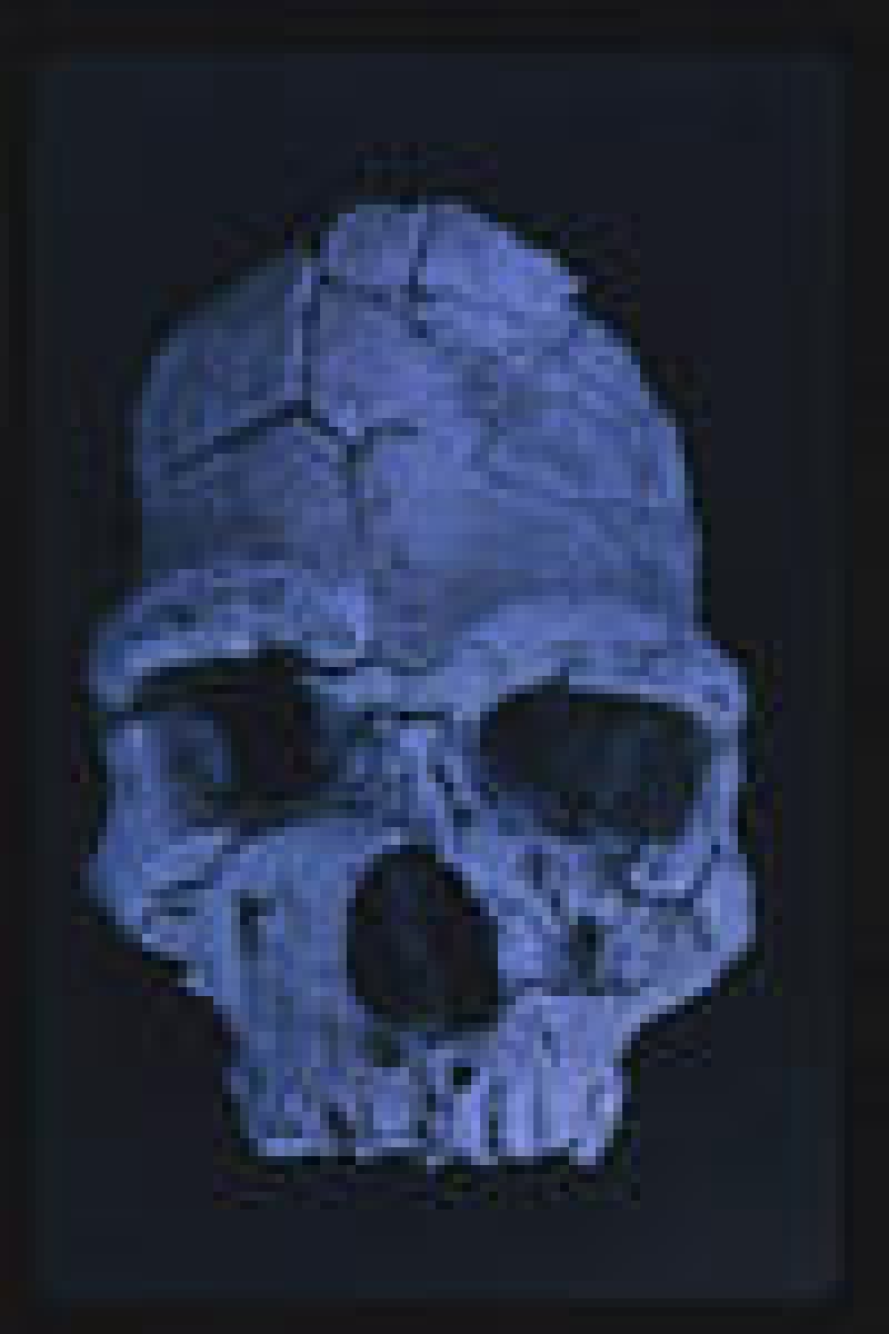 Musée de Préhistoire