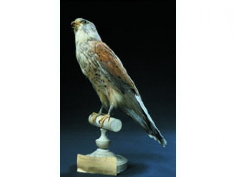 Muséum D'histoire Naturelle  Autun