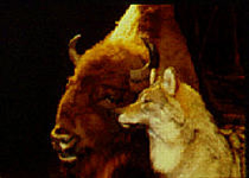 Muséum D'histoire Naturelle Bourges