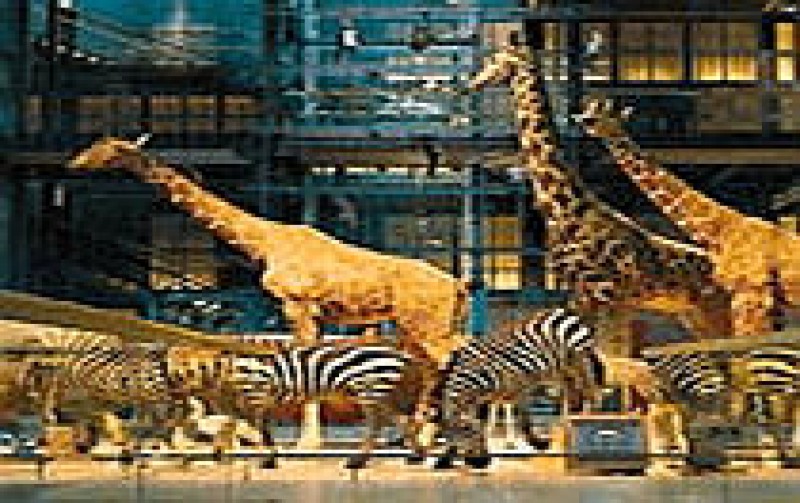 Muséum National D'histoire Naturelle - Grande Galerie De L'evolution Paris