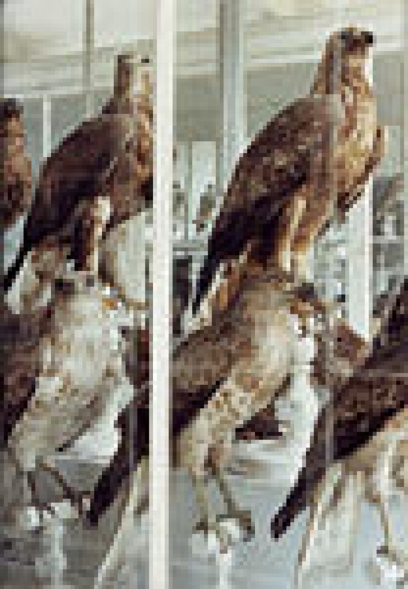 Mus&eacute;um d'Histoire naturelle