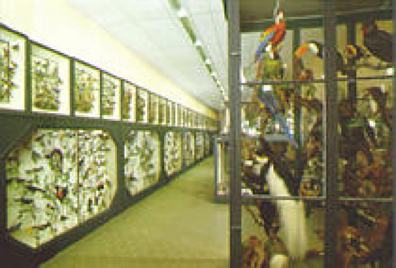 Musée des Beaux-Arts et d'Histoire Naturelle