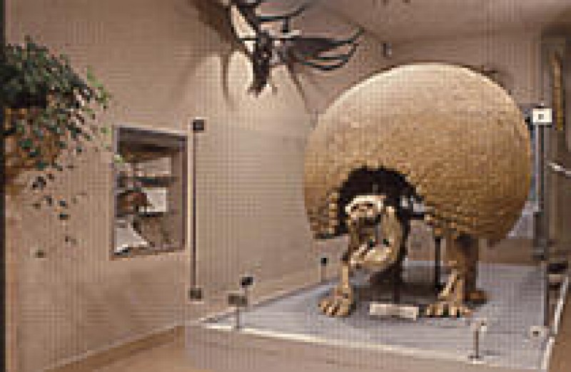 Mus&eacute;um d'Histoire Naturelle de Dijon