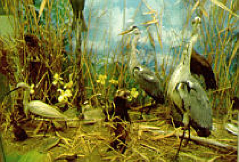 Mus&eacute;e d'Histoire Naturelle Henri Lecoq