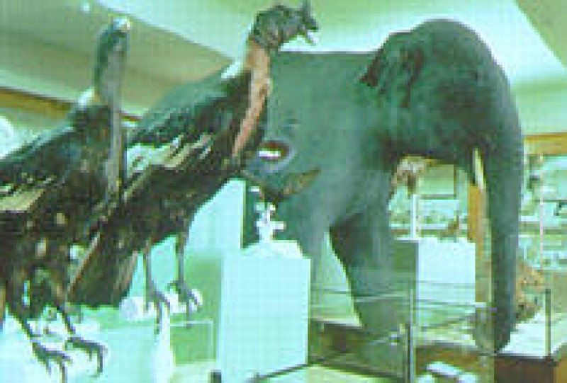 Mus&eacute;e d'Histoire Naturelle Victor-Brun