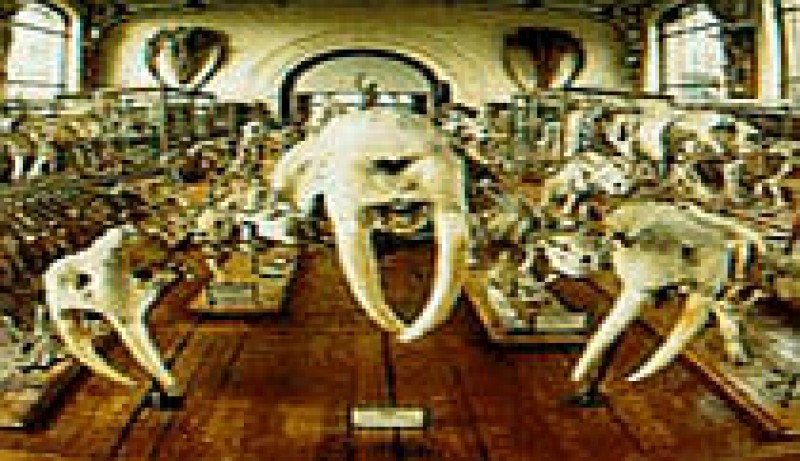 Mus&eacute;um national d'histoire naturelle - Galerie d'anatomie compar&eacute;e et de pal&eacute;ontologie