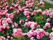 JARDIN DU MONASTERE DE CIMIEZ