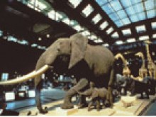 Muséum National D'histoire Naturelle/ Grande Galerie De L'evolution  Paris