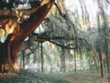 Arboretum De La Vallée-aux-loups  Châtenay-malabry