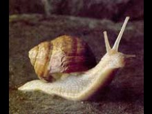 Ferme Helicicole Du Col Des Fans  Saint-barthélemy-grozon