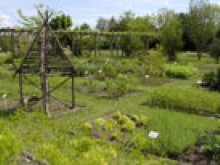 Conservatoire National des Plantes à Parfum, Médicinales, Aromatiques