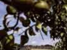 Le Potager Du Roi  Versailles