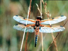 La Nature Autour De Brest Et Quimper 