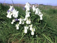 La Cornouaille sud et la Réserve Naturelle de Saint-Nicolas-des-Glénan