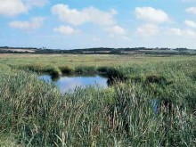 Zone humide du Grand Loc'h - Guidel