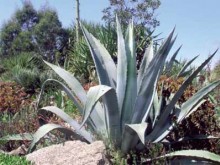 Jardin Exotique de Roscoff